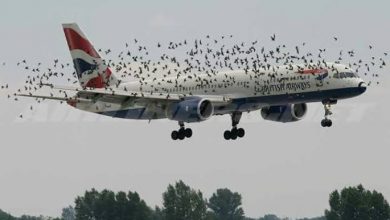 Photo of Bagaimana bila Pesawat Terbang Menabrak Burung?