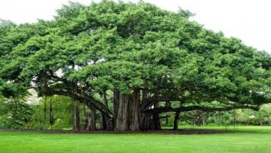 Photo of Pohon Beringin biasanya Angker !