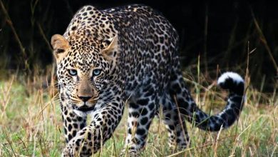 Photo of Leopards, submarines and Sukhois